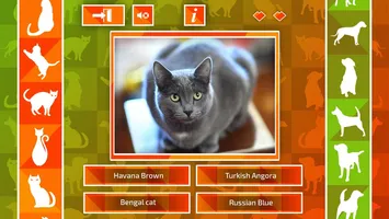 JQ: dogs & cats