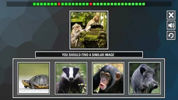 Repeat the image: Animals