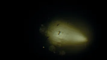REC: Beyond The Lens